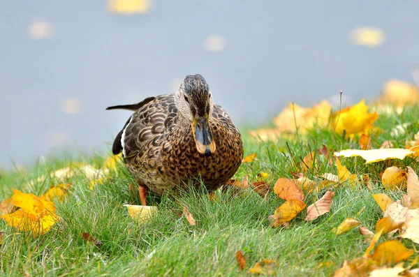 Canard sur le lac par temps nuageux — Photo