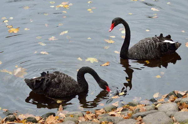 St. Petersburg, autumn, pair of black swans in the pond — Stock Photo, Image