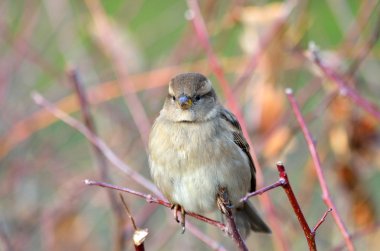 serçe bir dalda oturuyor.