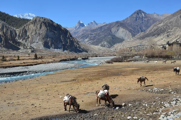 Nepál, koně pasoucí se v Himalájích na břehu řeky hory — Stock fotografie
