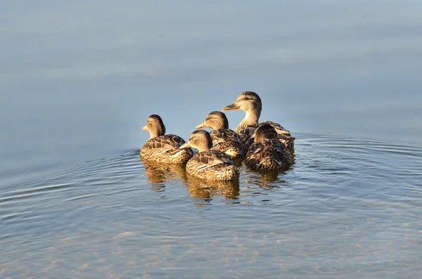 Kaczka z ducklings uprawiane — Zdjęcie stockowe