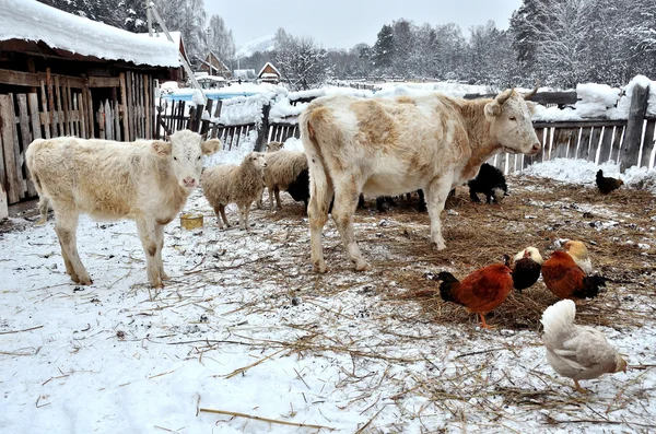 Cows, sheep, chickens in the barnyard in winter