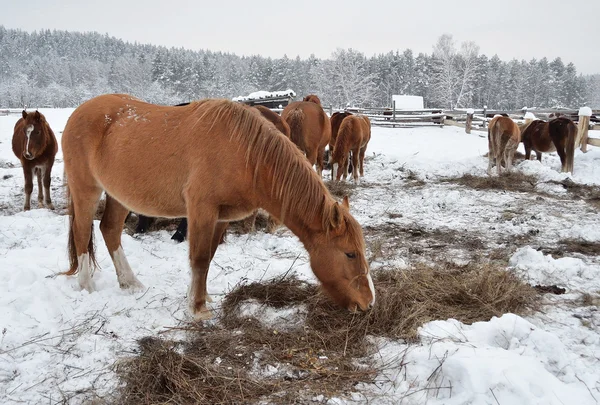 Hästar på gården vintern i en molnig morgon — Stockfoto