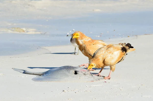 Vautours égyptiens (Neophron Percnopterus) picorent Stingray, Socotra, Yémen — Photo