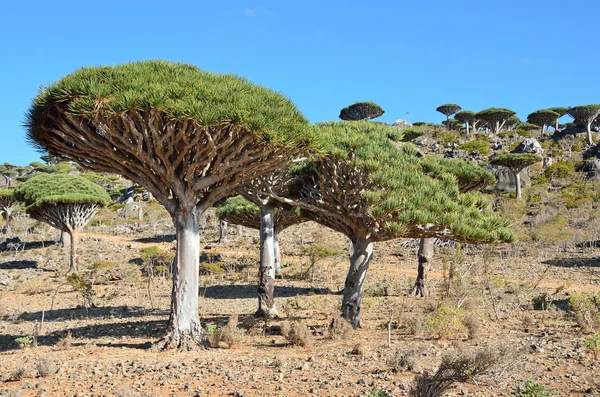 Dragon trees on Sokotra, Yemen — Stock Photo, Image