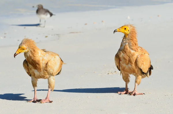 Egyptian vultures (Neophron Percnopterus) on the beach of Arabian sea, Socotra, Yemen — Stock Photo, Image