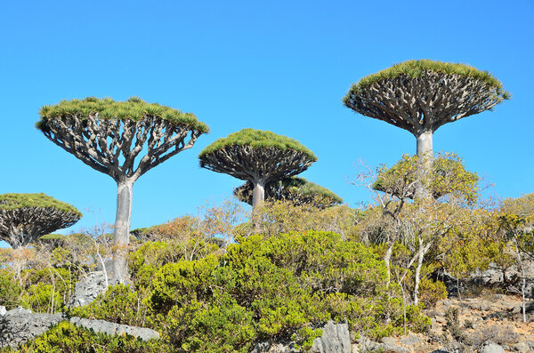 Dragon trees on Sokotra, Yemen