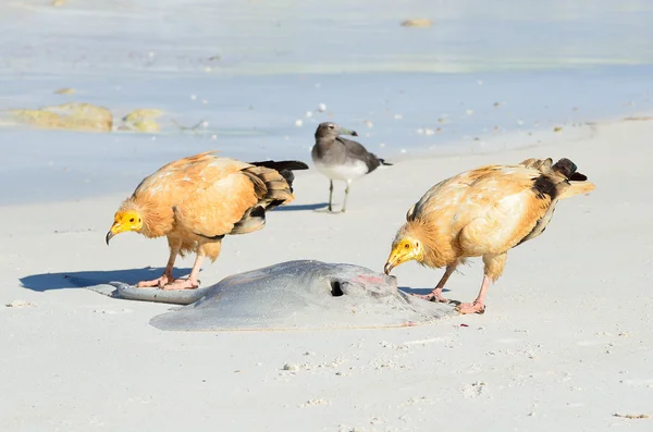 阿拉伯海海滩，索科特拉岛，也门的埃及秃鹫 (neophron percnopterus) — 图库照片