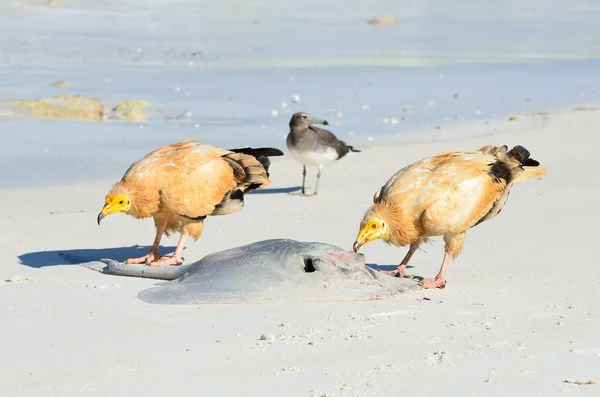 Egyptian vultures (Neophron Percnopterus) on the beach of Arabian sea, Socotra, Yemen — Stock Photo, Image