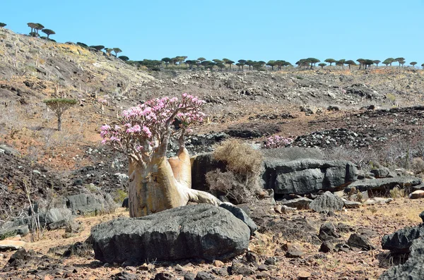 Yemen, Socotra, árboles de botella (rosa del desierto - adenium jalá ) —  Fotos de Stock