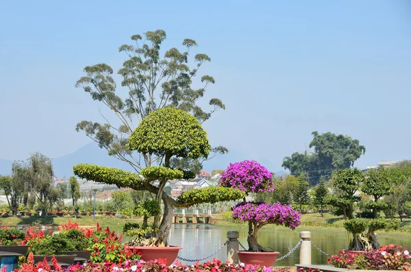Pequena árvore de bougainvillea no jardim botânico em Dalat — Fotografia de Stock