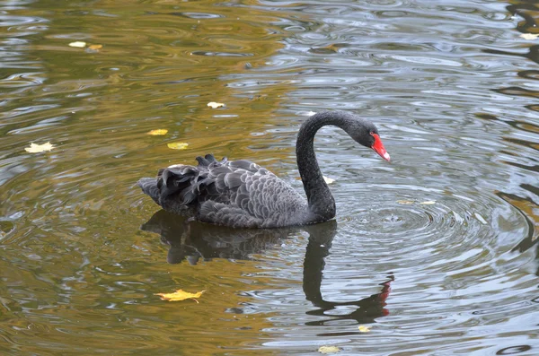 San Petersburgo, otoño, cisne negro en el estanque —  Fotos de Stock