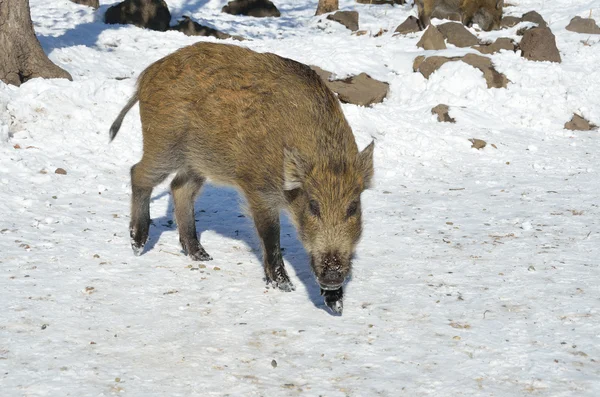 En ung vildsvin i skogen vinter, Fjärran Östern, Ryssland — Stockfoto