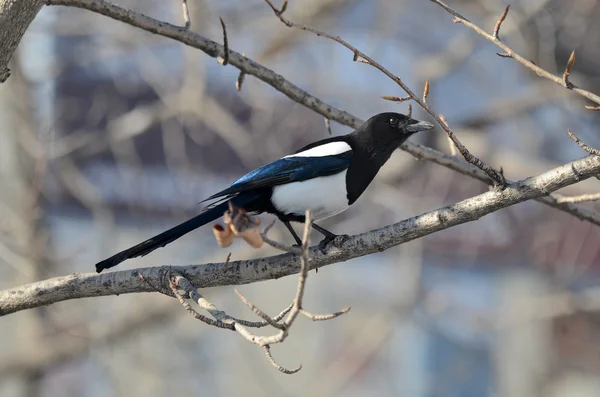 Bird Magpie on a tree branch — Stock Photo, Image
