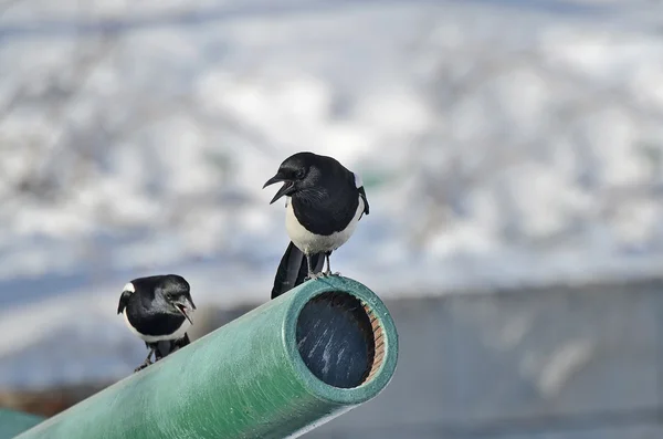 Two magpies sitting on the barrel of an artillery gun — Stock Photo, Image