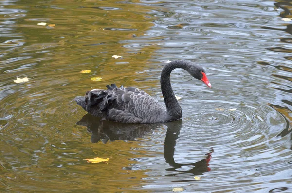 St. Petersburg, autumn, black swan in the pond — Stock Photo, Image