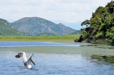 Karadağ, beyaz Pelikan İşkodra Gölü bir semboldür