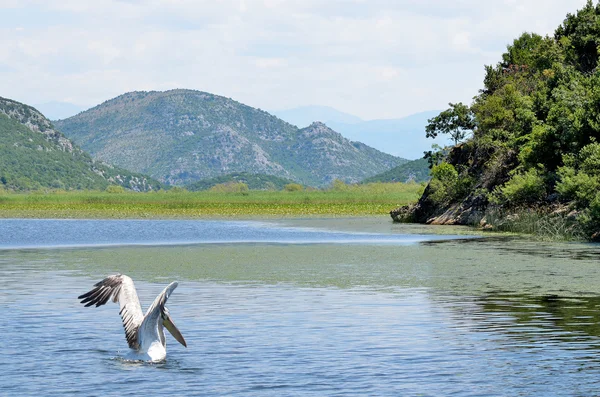 Montenegro, pelicano branco é um símbolo do lago Skadar — Fotografia de Stock