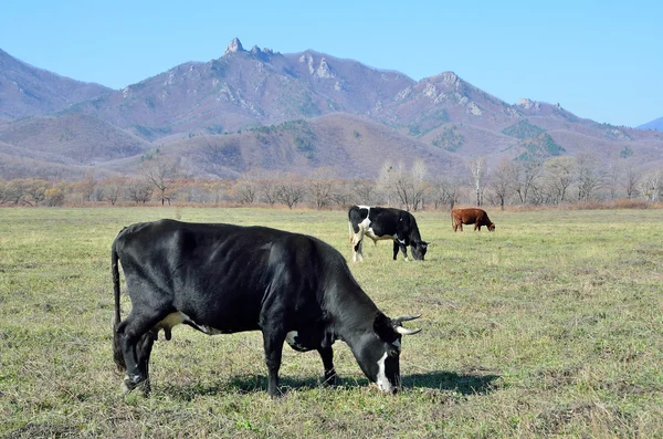 Far East, Lazovsky district. Cows graze against the backdrop of hills — Stock Photo, Image