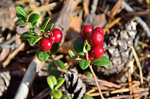 Bunches Cranberries Forest Karelia — Stock Photo, Image