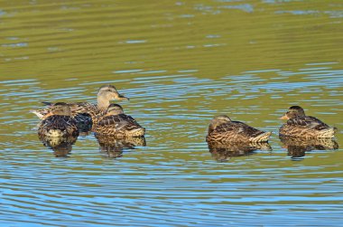 Ördek ile ördek yavrusu büyüdü