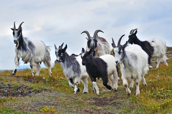 Goats on the mountain pasture — 图库照片