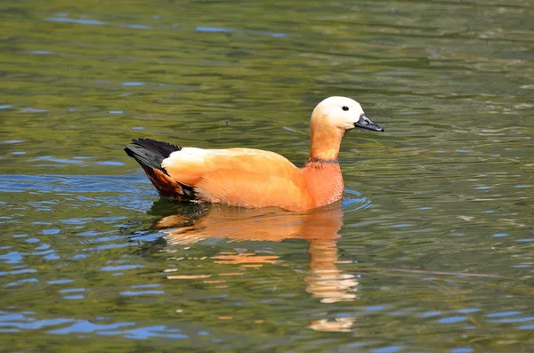 Canard roux dans l'étang — Photo