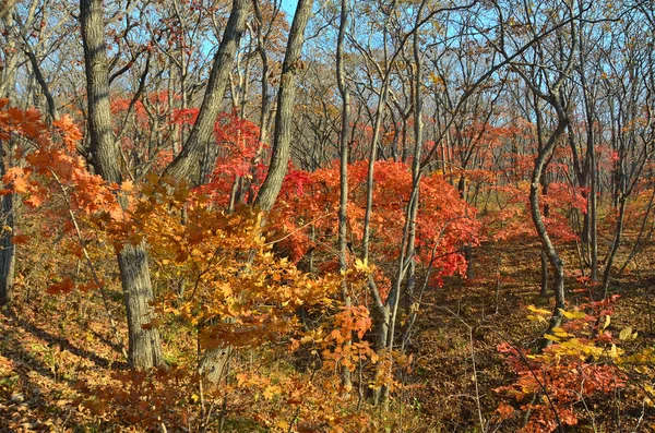 Russia Vladivostok Autunno Sull Isola Russa — Foto Stock