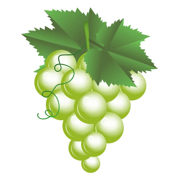 Vector illustration of grapes — Stock Vector