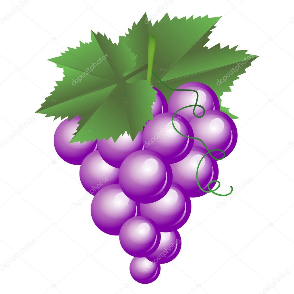 Vector illustration of purple grapes
