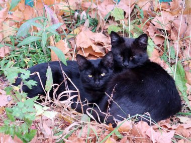 Siyah kediler çimenlerin üzerinde yatıyor.