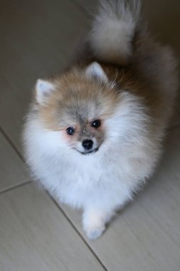 Şirin Alman Pomeranya köpeciği.