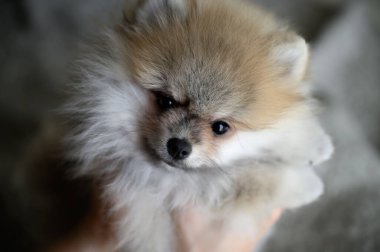 Şirin Alman Pomeranya köpeciği.