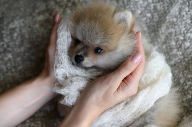 Şirin Alman Pomeranya köpeciği.