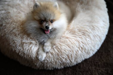 Şirin Alman Pomeranya köpeciği.