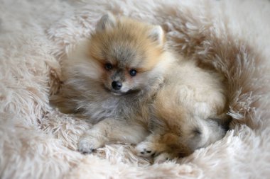 Şirin Alman Pomeranya köpeciği.
