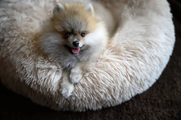 Şirin Alman Pomeranya köpeciği.