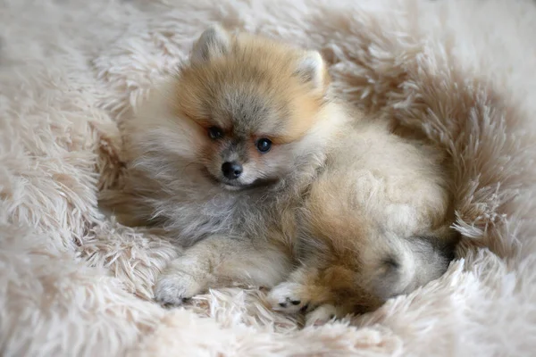 Şirin Alman Pomeranya köpeciği.