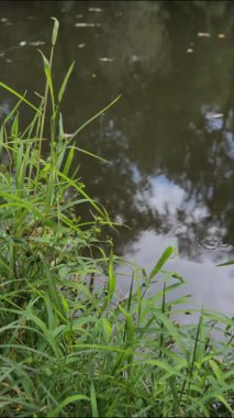 Bir yaz gününde yemyeşil ormanda akan sakin bir nehir. Huzurlu doğal manzara, rahatlatıcı açık hava manzarası, meditasyon, farkındalık, refah, eko ve arka plan kullanımı için ideal.