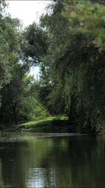 Bir yaz gününde yemyeşil ormanda akan sakin bir nehir. Huzurlu doğal manzara, rahatlatıcı açık hava manzarası, meditasyon, farkındalık, refah, eko ve arka plan kullanımı için ideal.