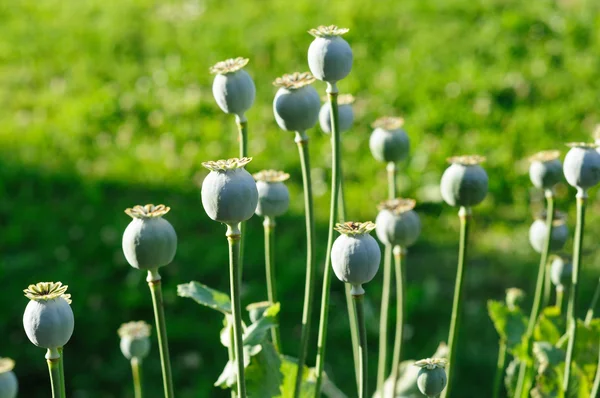 Bunch Poppy Buds Growing Sunny Park — Stock Photo, Image