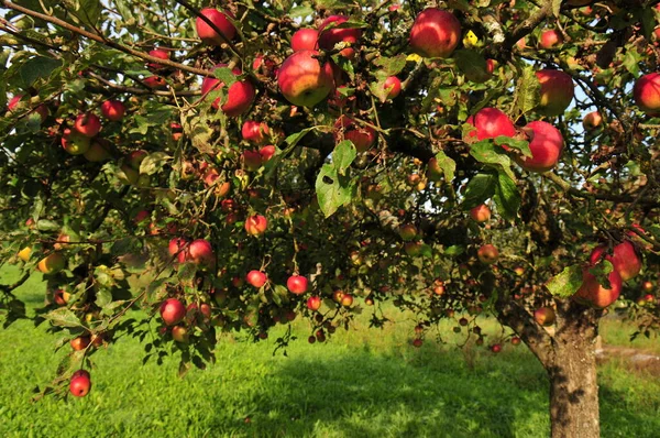 Apple Tree Red Apples — Stock Photo, Image