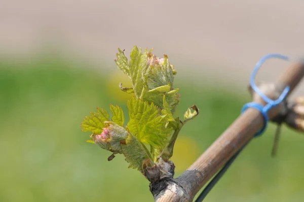 Vine Branch Blossoms Leaves Early Sprin Kaiserstuhl — Stock Photo, Image