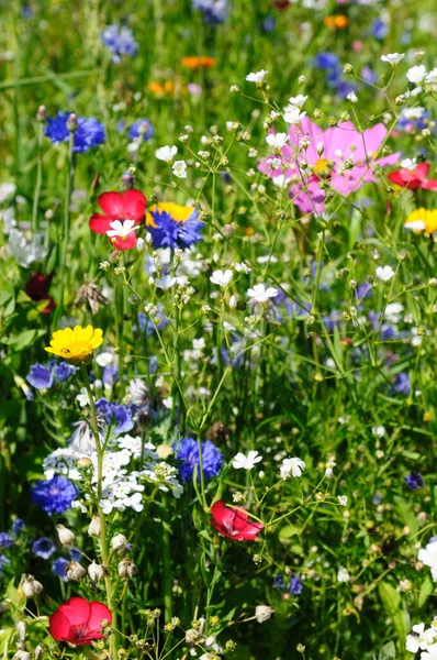非常にカラフルな夏の花の牧草地 — ストック写真