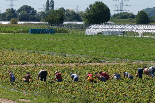 Seasonal workers working in a strawberry field