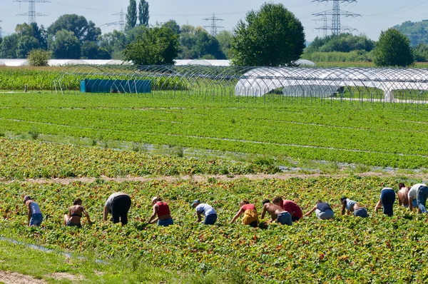 Strawberry Pickers Field Stock Image