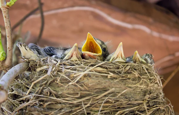 The Chicks in the nest