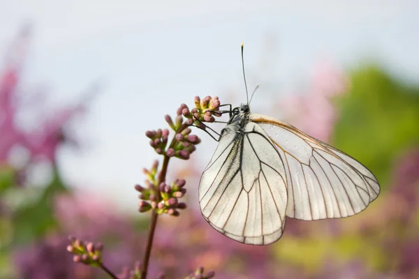 Mariposa blanca sentada en una rama de color lila — Foto de Stock