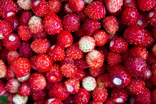 Fresas silvestres — Foto de Stock