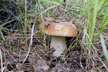 Ormanda beyaz mantar